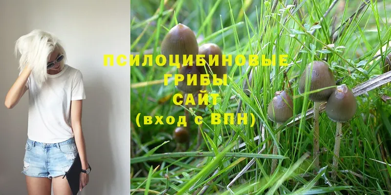 Галлюциногенные грибы Psilocybe  OMG как зайти  Мурино 